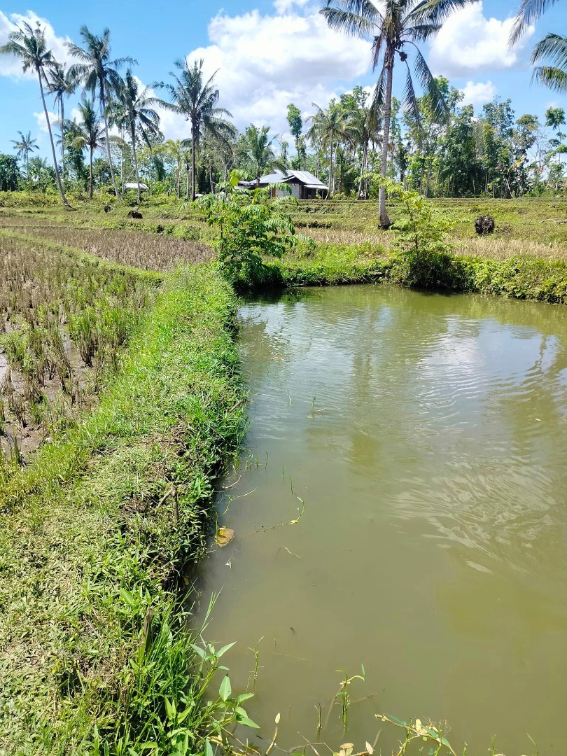 Lot for sale 11,250 sqm with fish pond CLOA TITLE Catigbian Bohol...150 ...
