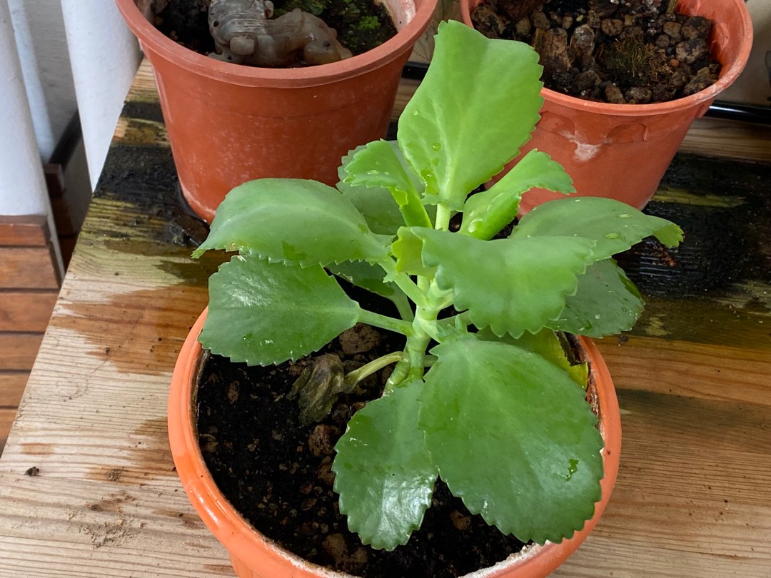 Mother of thousands plant, Furniture &amp; Home Living, Gardening, Plants ...