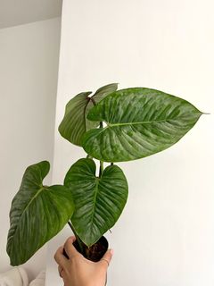 （分類：）位於 。 由 TheCityGreenery 提交（商品編號 1190579426，圖片 1）。簡介： 。