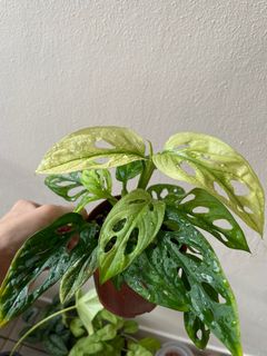 (Category: ) located in . Submitted by p_for_plantdetta (Listing ID 1228477013, Image 1). Description: .