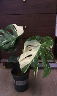 （分類：）位於 。 由 joyofplant 提交（商品編號 1226765619，圖片 1）。簡介： 。