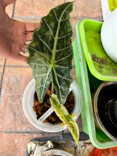 (Category: ) located in . Submitted by nepnepexotic (Listing ID 1228679821, Image 1). Description: .