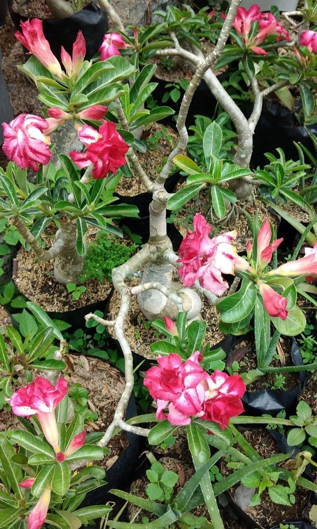 Bonsai adenium (Category: Plants & Seeds) located in Caloocan City. Submitted by mhayn (Listing ID 1228630255, Image 1). Description: Small - 500 no flowers/live cuttings rooted and stable Medium - 2500 with flowers Big - 5000 with flowers Different colors to choose from. Adenium aka desert rose is a shrub succulent that loves full sun. It is drought tolerant and easy to take care plants. #desertrose #adenium #bonsai #love #beautiful.