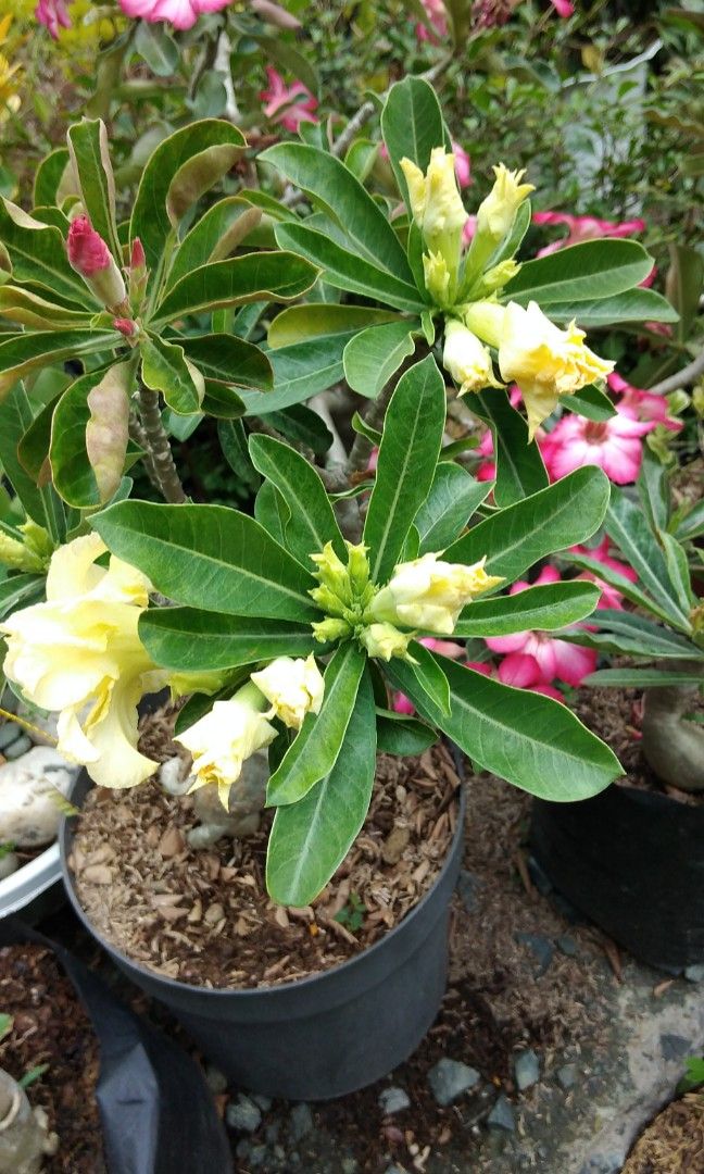 Bonsai adenium (Category: Plants & Seeds) located in Caloocan City. Submitted by mhayn (Listing ID 1228630255, Image 2). Description: Small - 500 no flowers/live cuttings rooted and stable Medium - 2500 with flowers Big - 5000 with flowers Different colors to choose from. Adenium aka desert rose is a shrub succulent that loves full sun. It is drought tolerant and easy to take care plants. #desertrose #adenium #bonsai #love #beautiful.