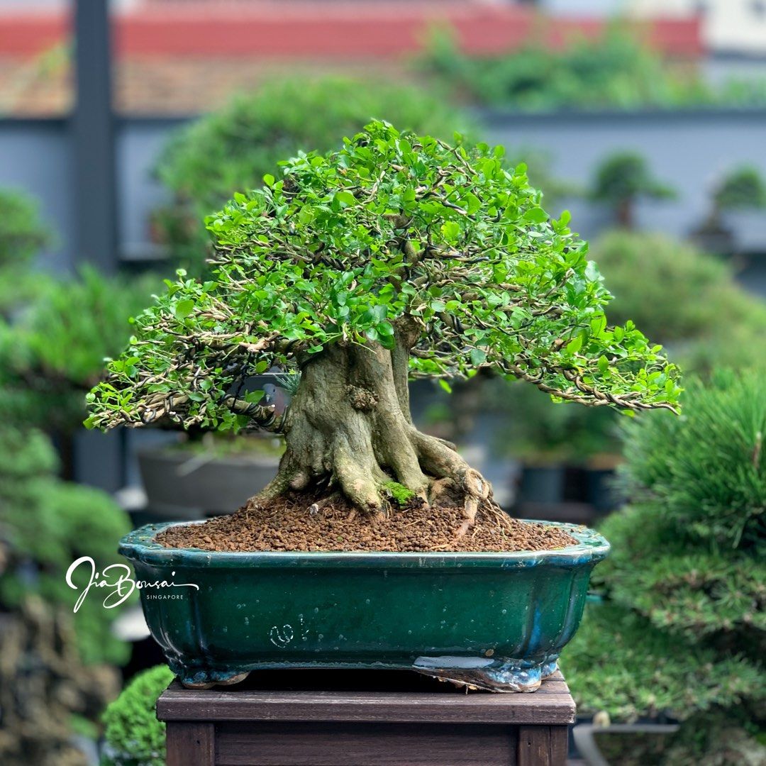 Flowering Murraya Paniculata Bonsai, Furniture & Home Living, Gardening