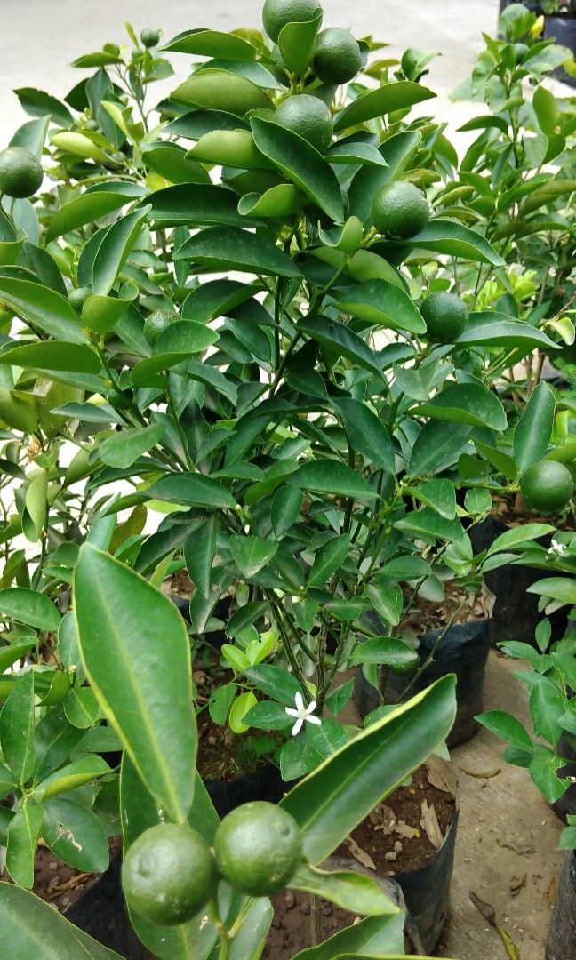 Grafted calamansi, Furniture & Home Living, Gardening, Plants & Seeds