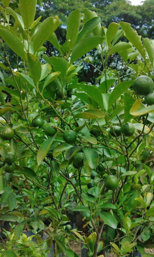 Grafted calamansi (Category: Plants & Seeds) located in Caloocan City. Submitted by mhayn (Listing ID 1228614699, Image 1). Description: Grafted tree with fruits Available in big lushed plant Full sun, stable with flowers and fruits. #topitems #loveearth #outdoorplant #sustainablegarden.