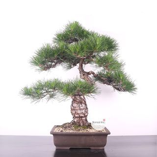 Japanese Kuromatsu Black Pine 日本黑松