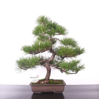 Japanese Kuromatsu Black Pine 日本黑松