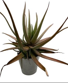 (Category: ) located in . Submitted by svenarcher1990 (Listing ID 1228667850, Image 1). Description: .
