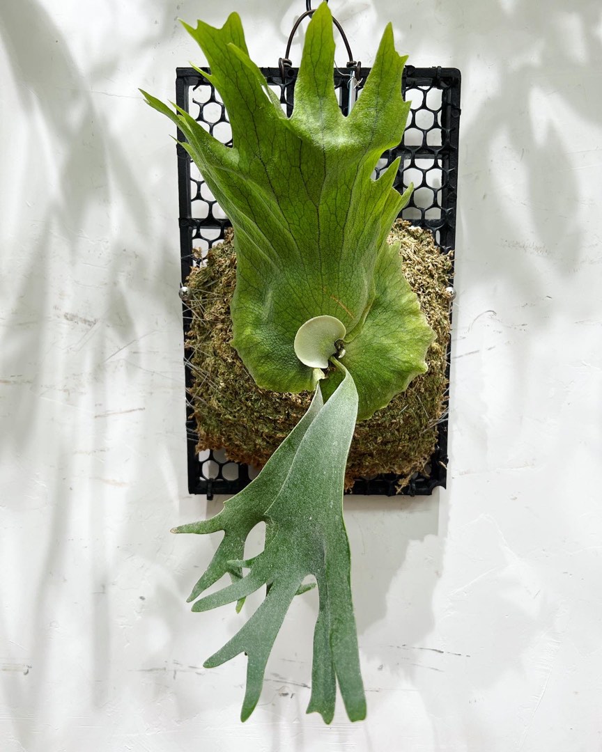 P. Willinckii watchara, 傢俬＆家居, 園藝, 植物及種子- Carousell