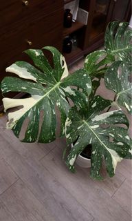 （分類：）位於 。 由 joyofplant 提交（商品編號 1228679453，圖片 1）。簡介： 。