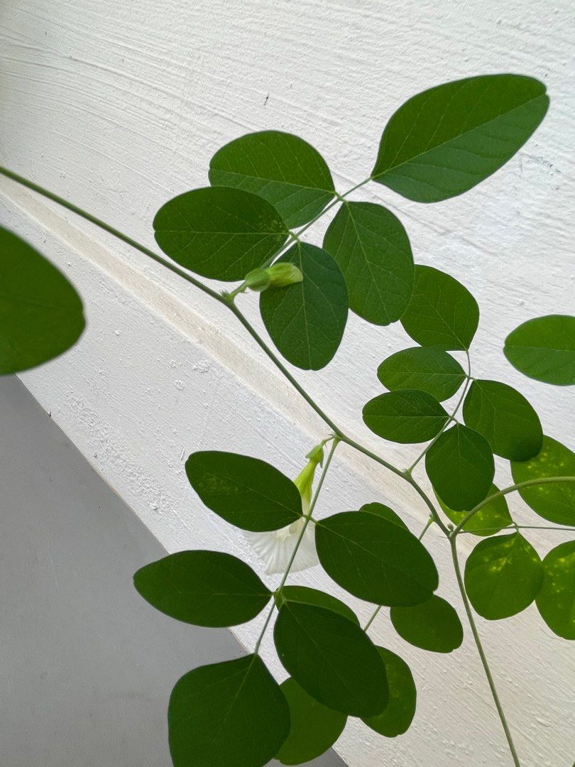 White butterfly pea plant, Furniture & Home Living, Gardening, Plants