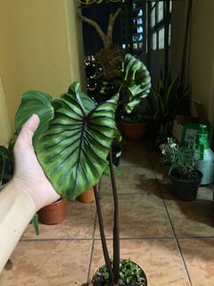(Category: ) located in . Submitted by leeeechern (Listing ID 1228884894, Image 1). Description: .
