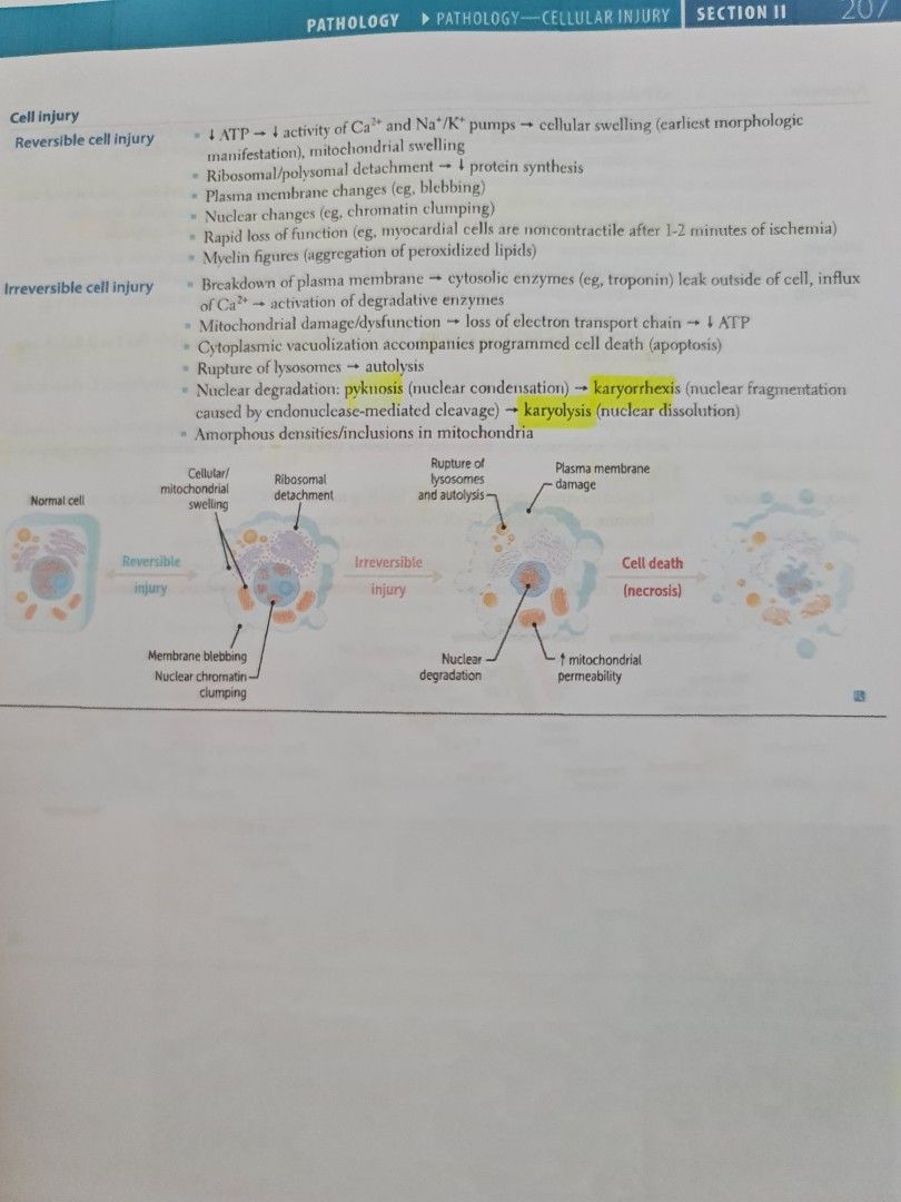 First Aid for the USMLE Step 1 (Category: Textbooks) located in Cebu City. Submitted by zoessecretcloset (Listing ID 1228750353, Image 3). Description: Very minimal highlights Barely used Half bondpaper sizs.