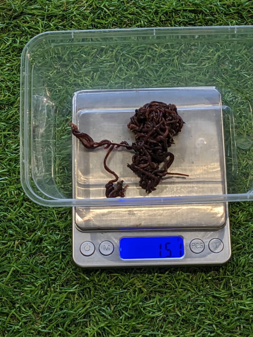 MALAYSIAN BLUE WORMS FOR SALE!, Furniture & Home Living, Gardening