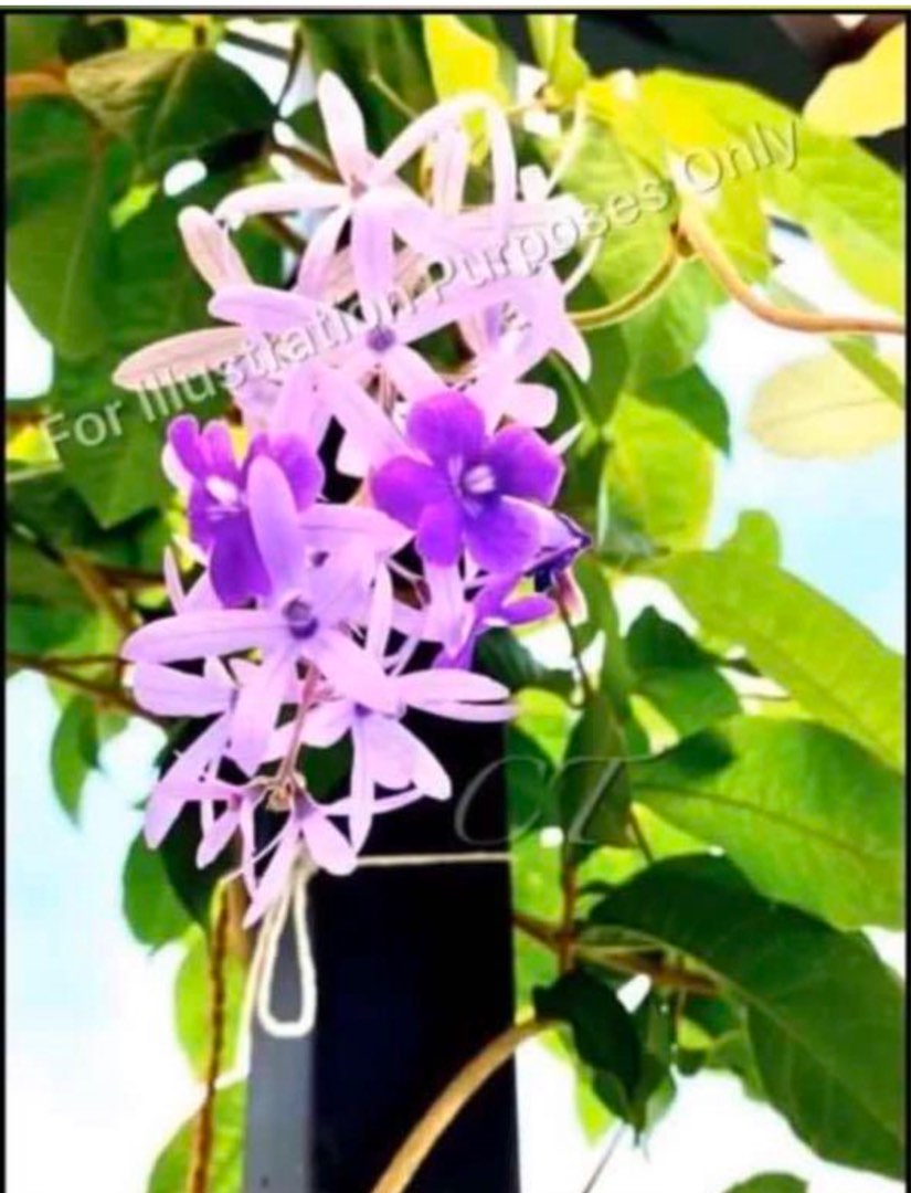 Sandpaper vine plant, Furniture & Home Living, Gardening, Plants