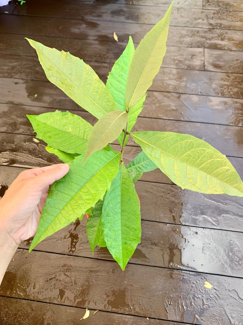 Sandpaper vine plant, Furniture & Home Living, Gardening, Plants