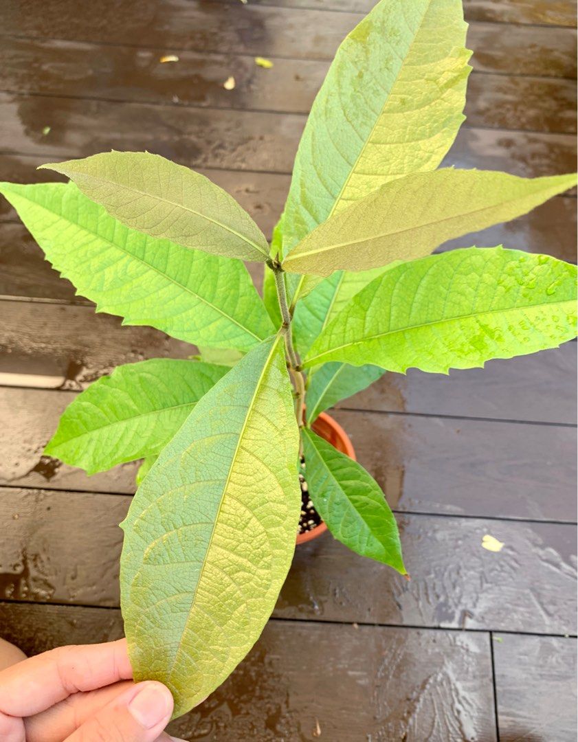 Sandpaper vine plant, Furniture & Home Living, Gardening, Plants