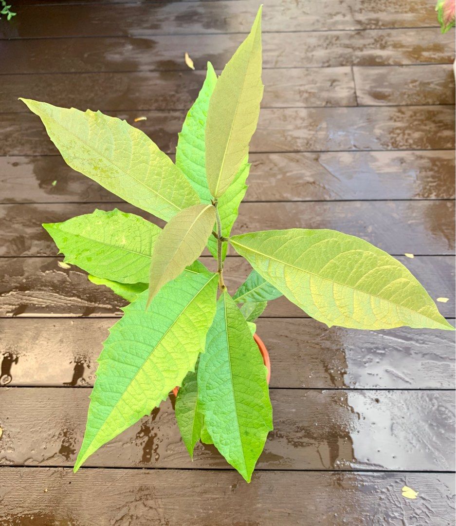 Sandpaper vine plant, Furniture & Home Living, Gardening, Plants