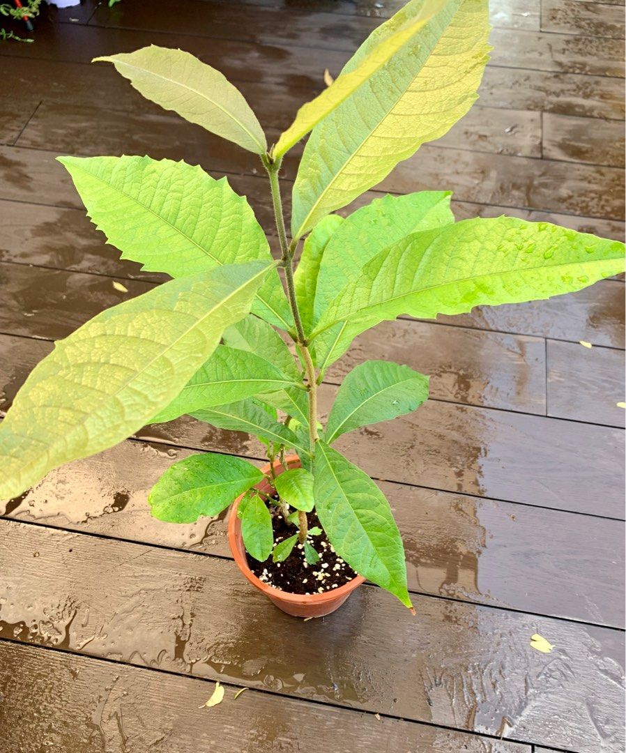 Sandpaper vine plant, Furniture & Home Living, Gardening, Plants