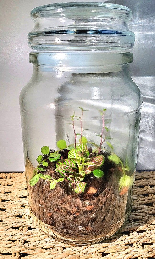 Self Sustaining Terrarium 2, Hobbies & Toys, Stationery & Craft
