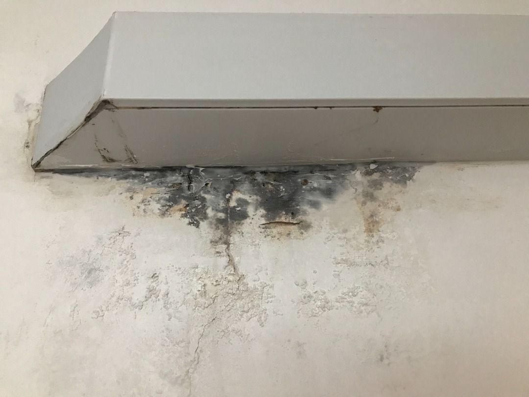 Best Anti-Mould Paint for Walls? ERSTOMOULD Stops Mould & Fungus Growth for Years!62853066748803111