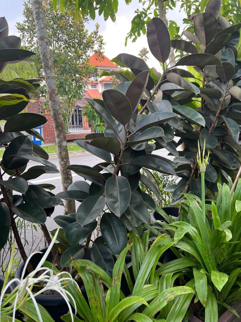 With DELIVERY SG + 5 HUGE POTS TALL RUBBER PLANTS SCREEN BALCONY