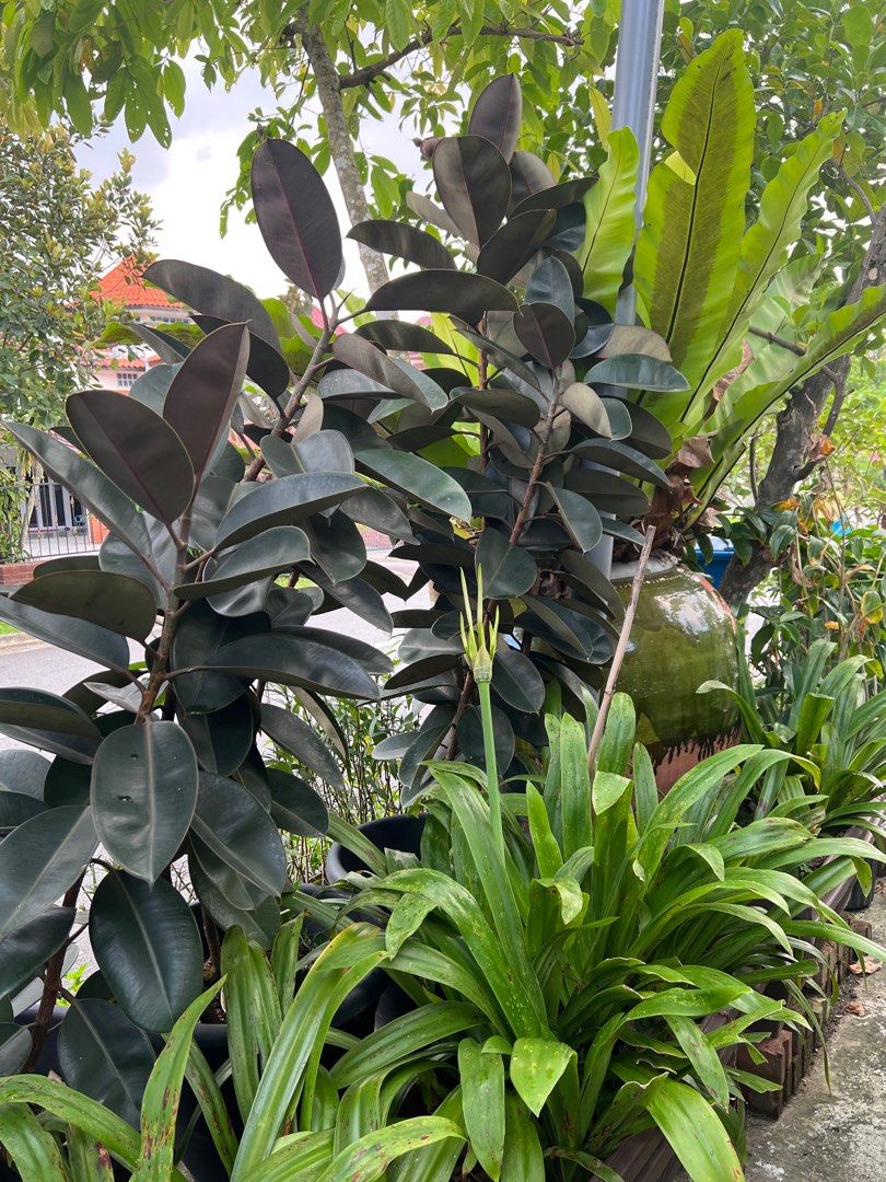 With DELIVERY SG + 5 HUGE POTS TALL RUBBER PLANTS SCREEN BALCONY