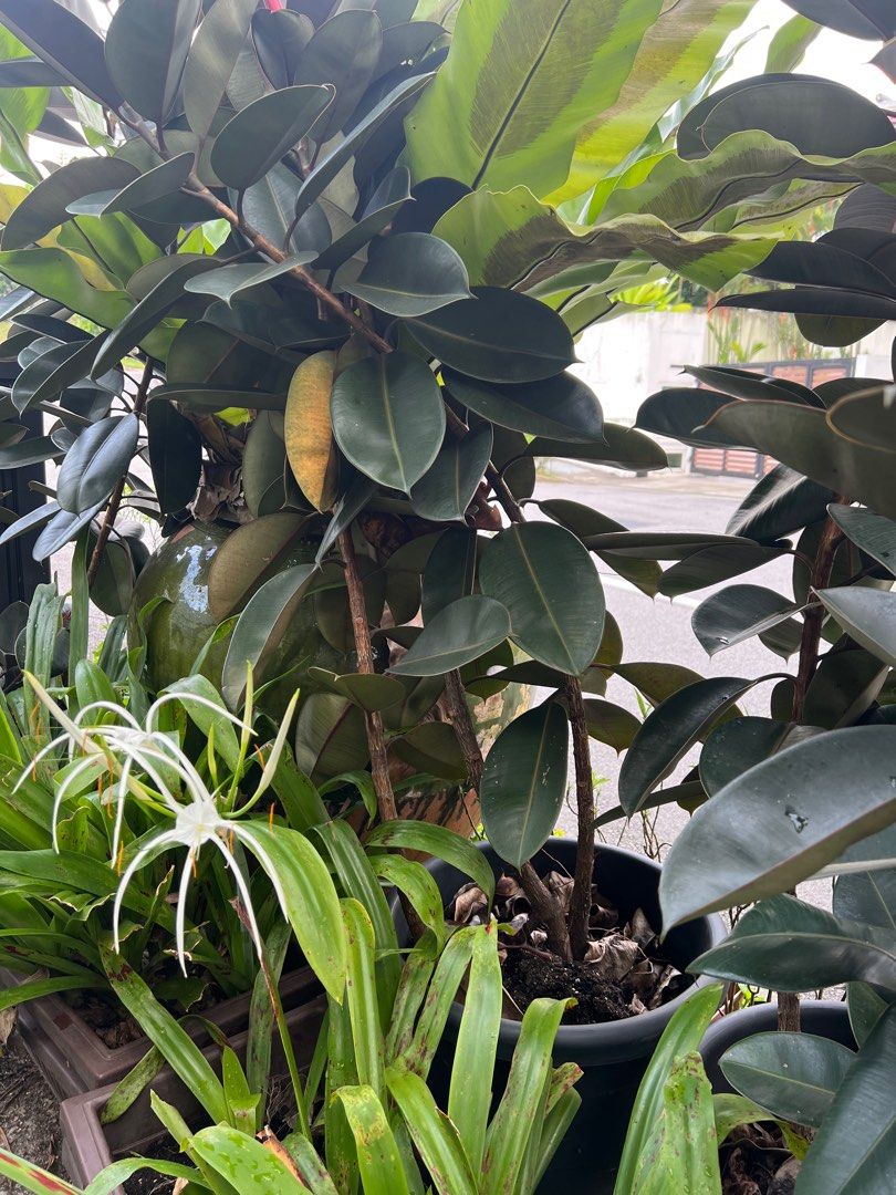 With DELIVERY SG + 5 HUGE POTS TALL RUBBER PLANTS SCREEN BALCONY