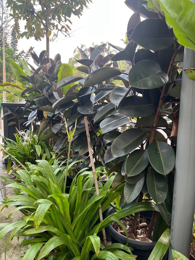 With DELIVERY SG + 5 HUGE POTS TALL RUBBER PLANTS SCREEN BALCONY