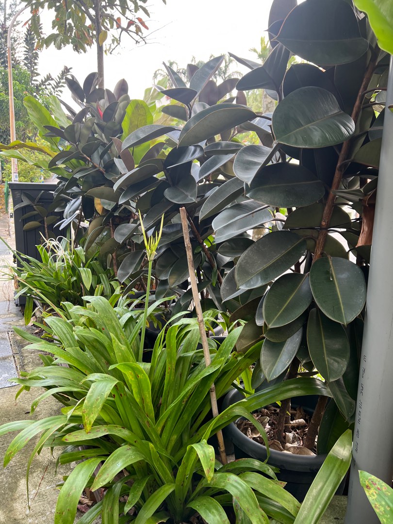 With DELIVERY SG + 5 HUGE POTS TALL RUBBER PLANTS SCREEN BALCONY