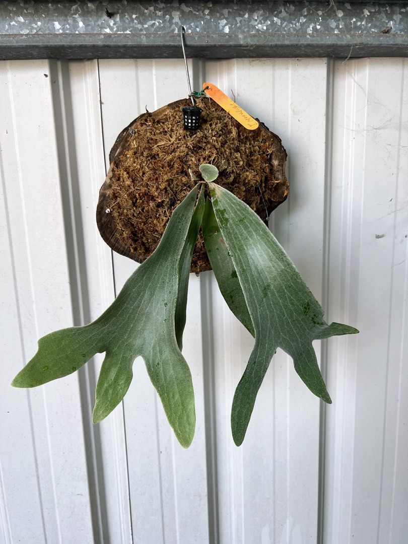 月光爪哇 ビカクシダ Platycerium いいサイズです！！ willinckii 月光