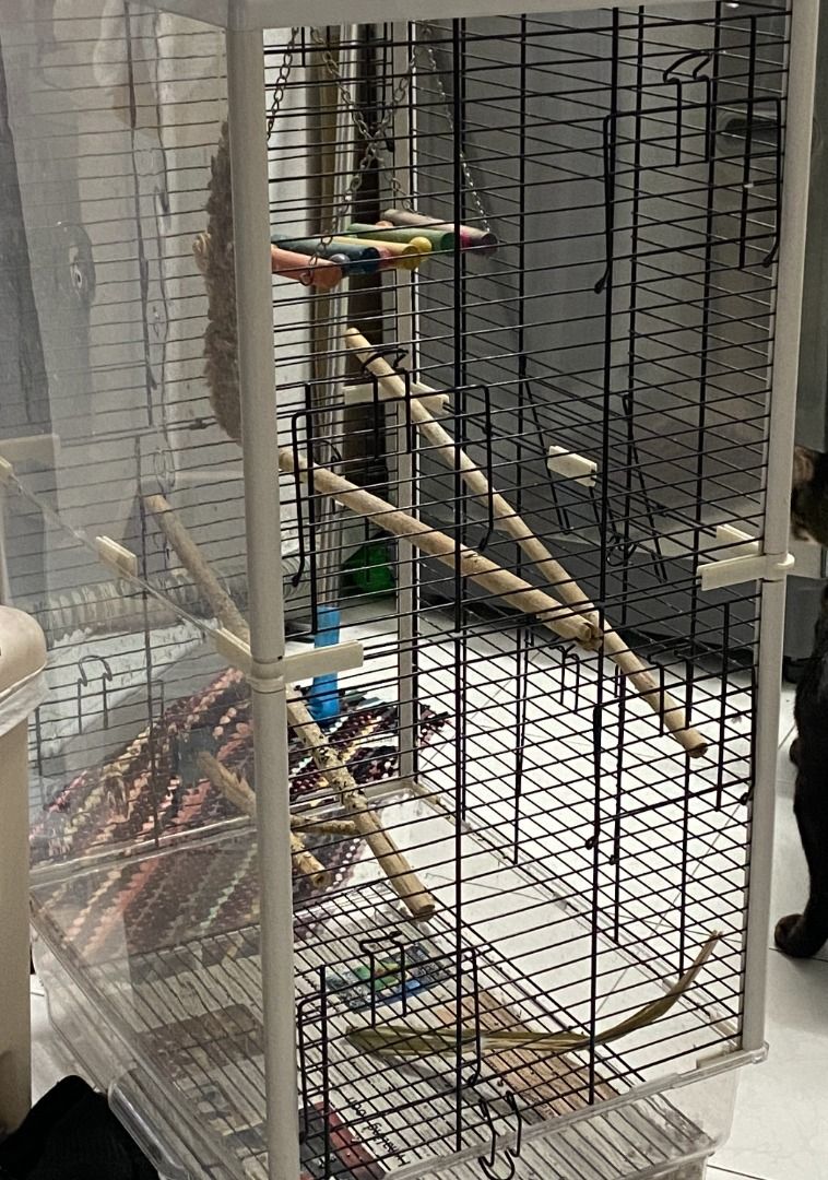 Acrylic Bird Cage, Pet Supplies, Homes & Other Pet Accessories on Carousell