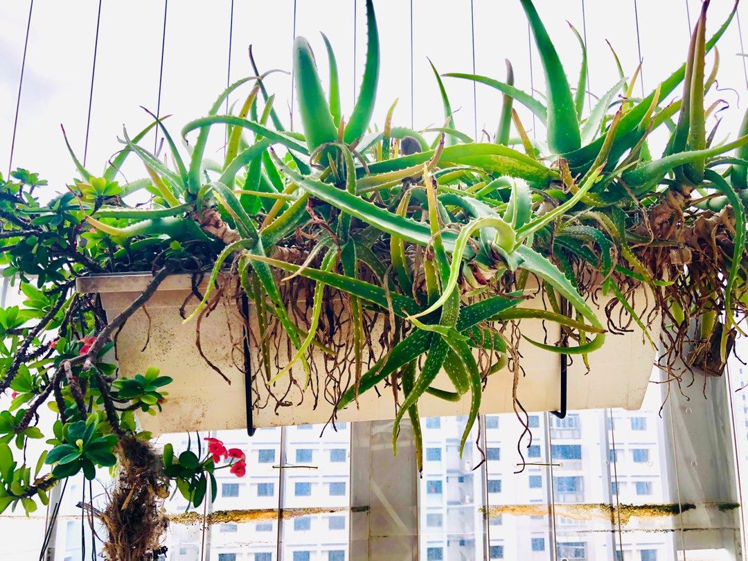Money plant, croton, Aloe Vera plants * 2 + water jug +Ikea pot + some  Vases , Furniture & Home Living, Gardening, Plants & Seeds on Carousell