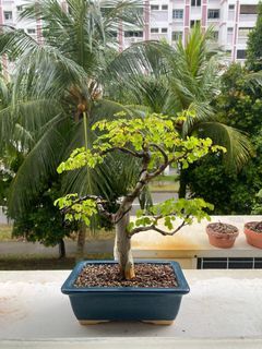 Brazilian Raintree Bonsai