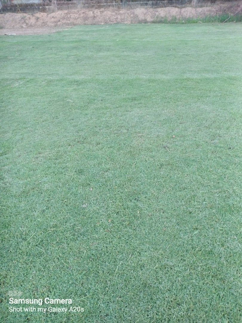 Carabao grass,frog grass and blue grass, Furniture & Home Living ...
