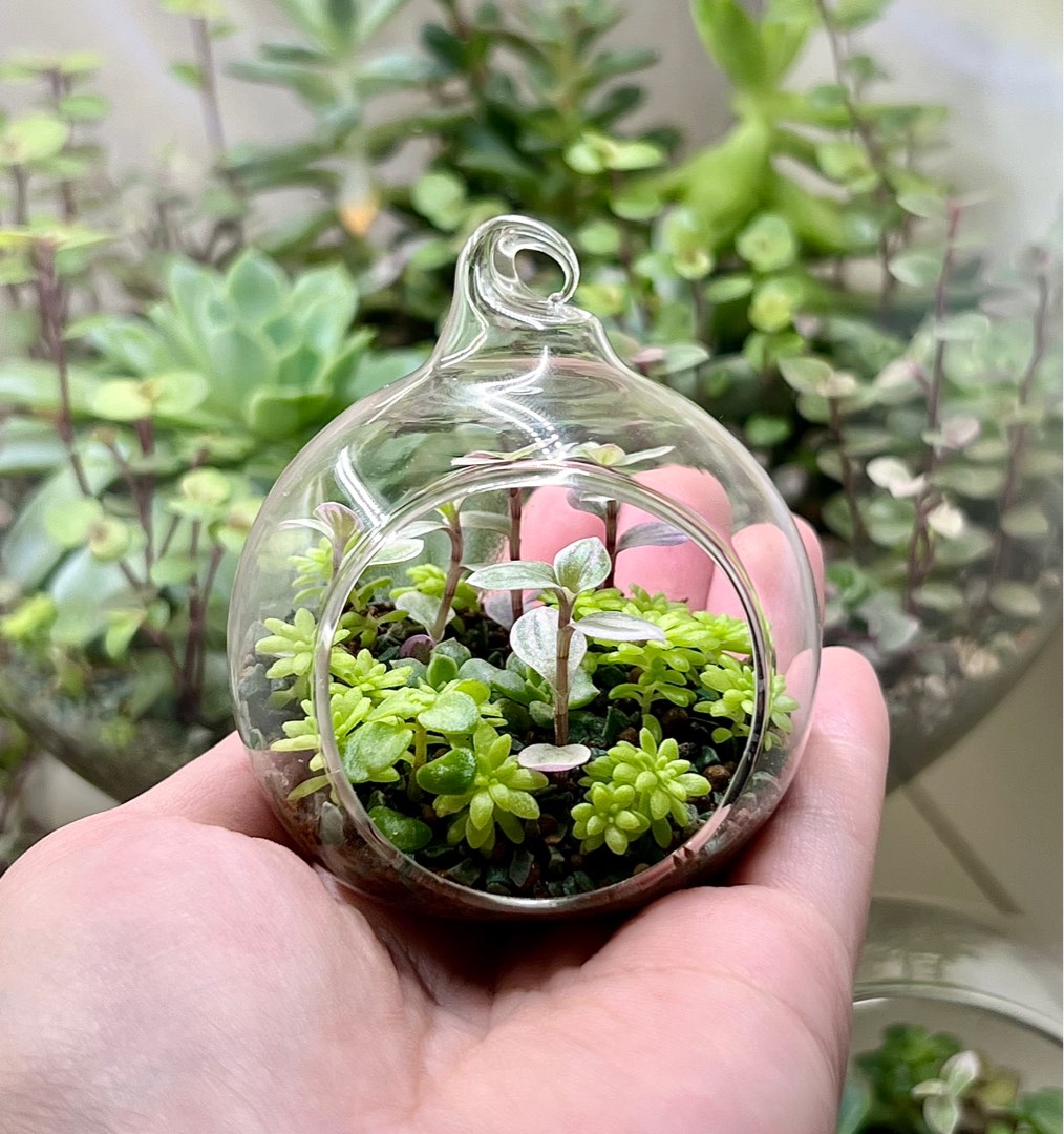 Mini Succulent Terrarium Mini Terrarium Succulents Succulent