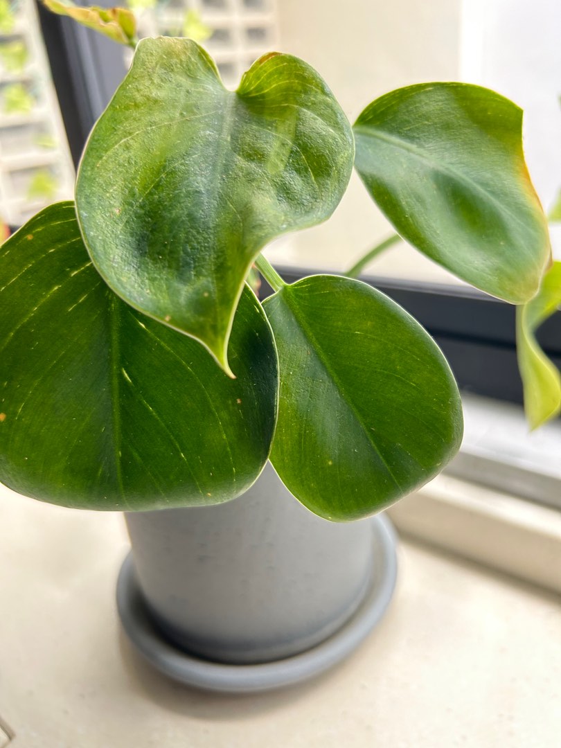 Plant in a super expensive pot, Furniture & Home Living, Gardening