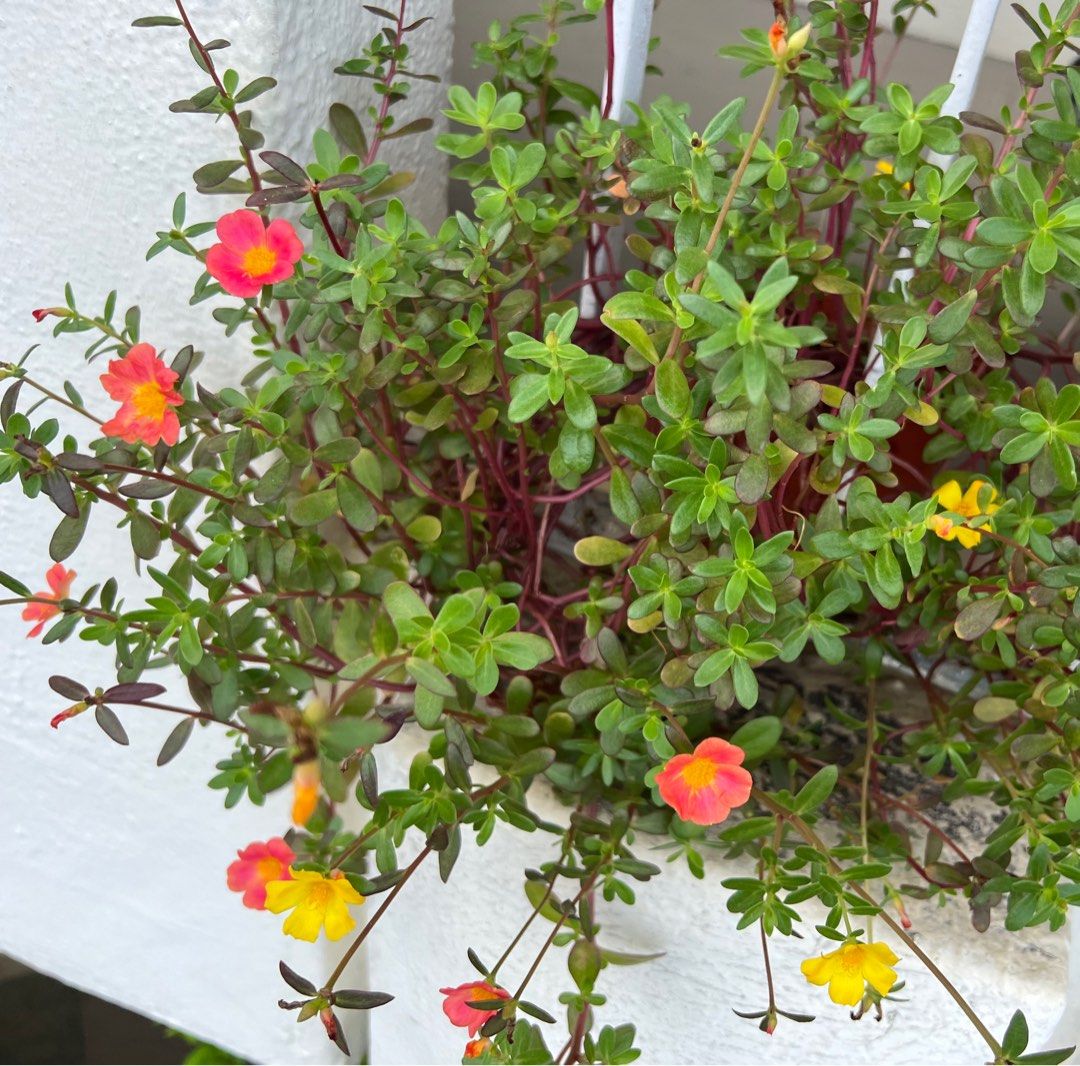 Portulaca Purslane Edible Plant, Furniture & Home Living, Gardening
