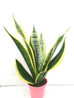 (Category: ) located in . Submitted by pot_a_plant (Listing ID 1228925420, Image 1). Description: .