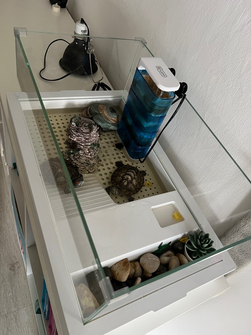 Terrapin Aquarium/Tanks, Pet Supplies, Homes & Other Pet Accessories on ...