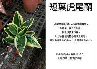 心栽花坊-短葉虎尾蘭/短葉虎皮蘭/蓮花虎尾蘭/3吋/觀葉植物/室內植物/淨化空氣/多肉植物/售價60特價50