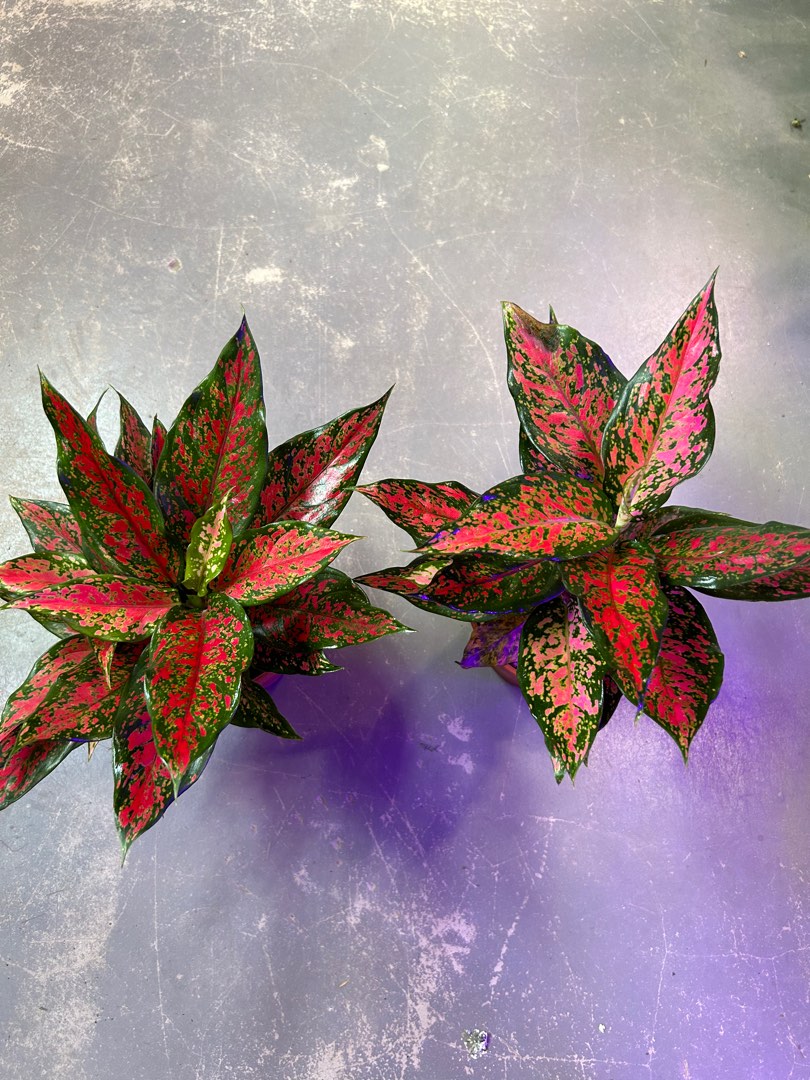 Aglaonema Red Dragon $15 each, Furniture & Home Living, Gardening ...