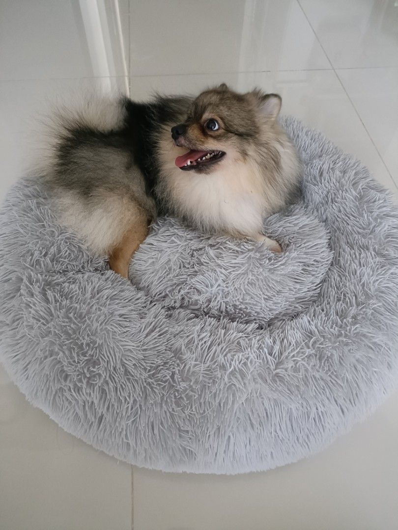 Brooklyn Pet Bed, Pet Supplies, Homes & Other Pet Accessories on Carousell