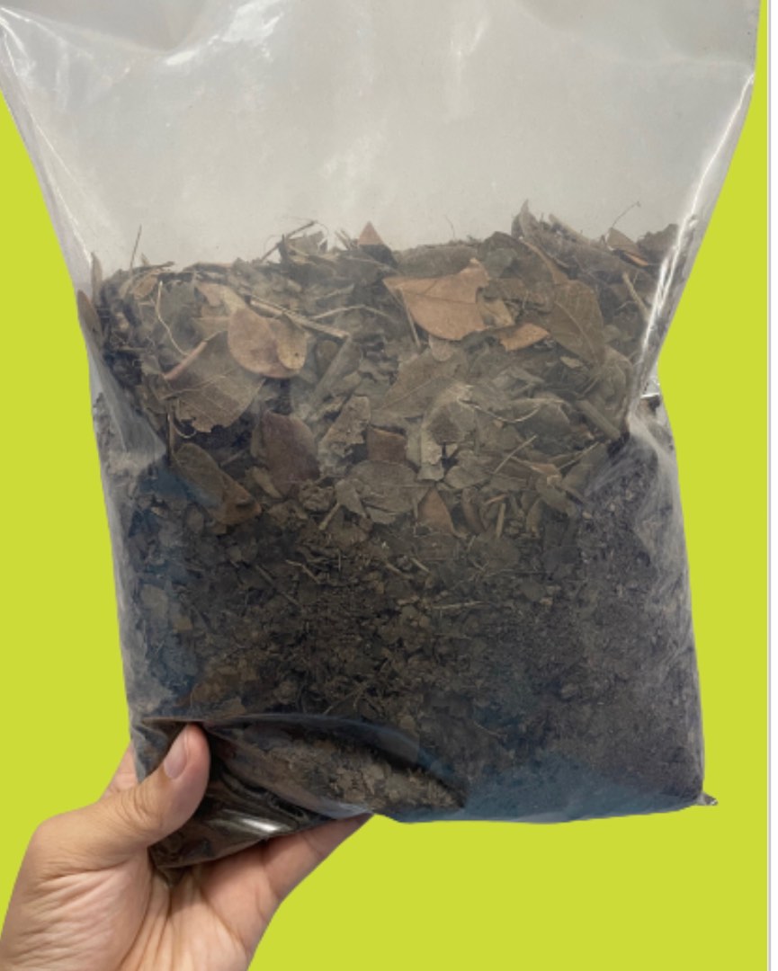 Caladium potting mix, Furniture & Home Living, Gardening, Garden Soil