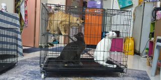(Category: ) located in . Submitted by nimzss (Listing ID 1229169377, Image 1). Description: .