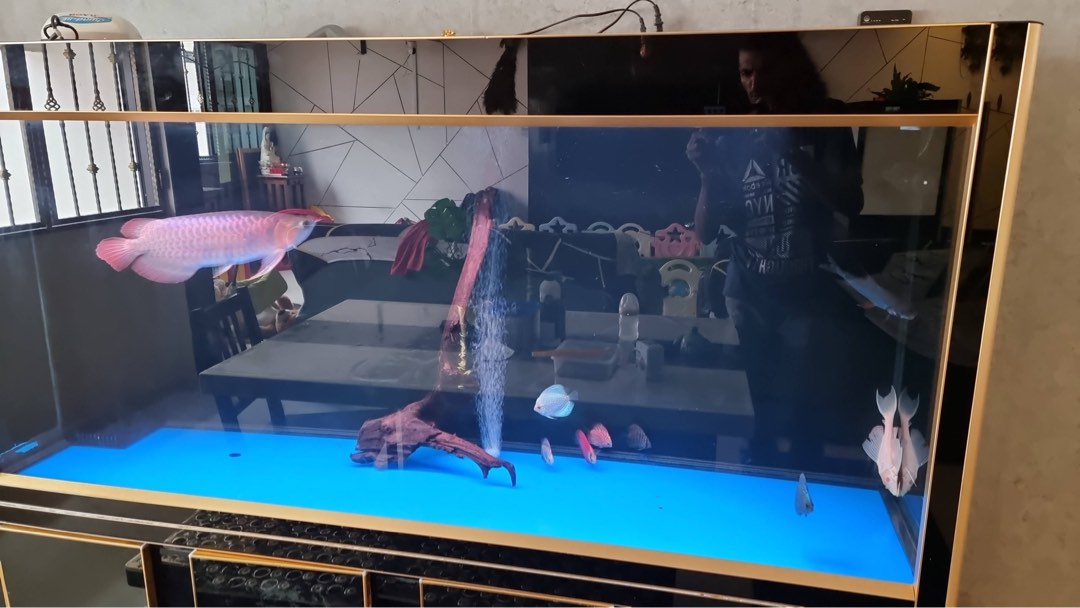 6ft sump Fish tank , Pet Supplies, Homes & Other Pet Accessories on