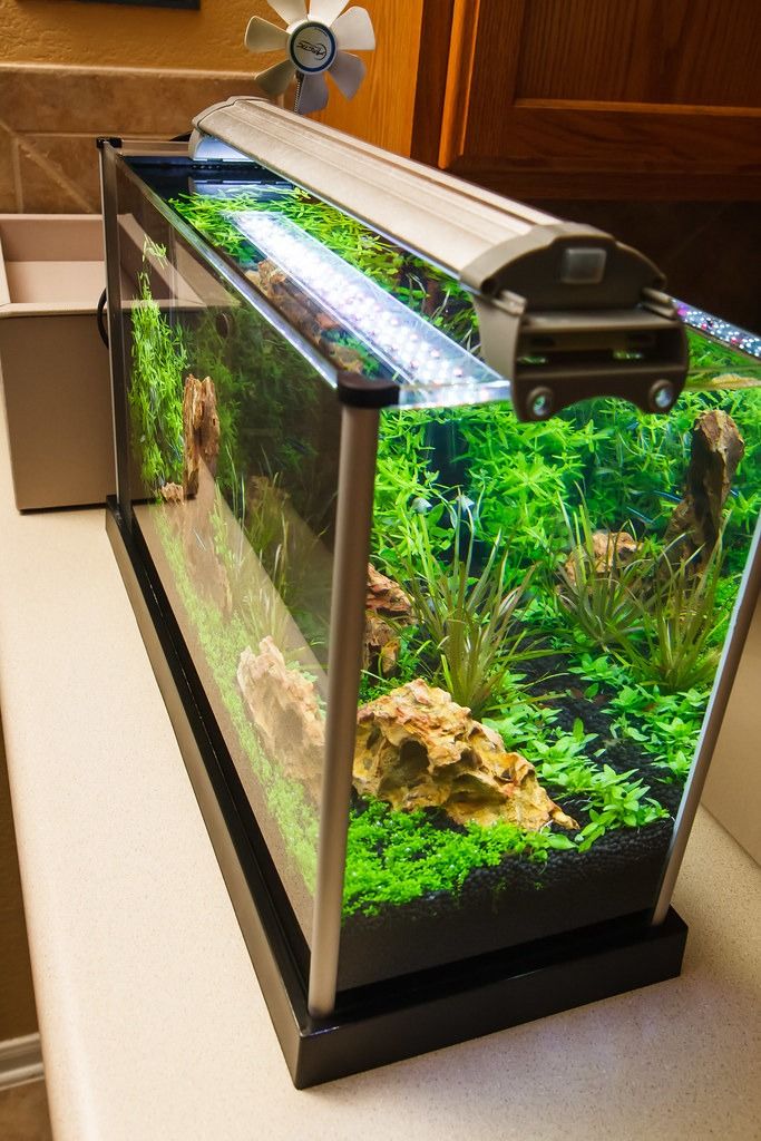 Fluval Spec Aquarium Tank Kit 19L Fish Tank cutt.ly FishTankKit