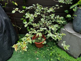 （分類：）位於 。 由 toother19 提交（商品編號 1229114313，圖片 1）。簡介： 。